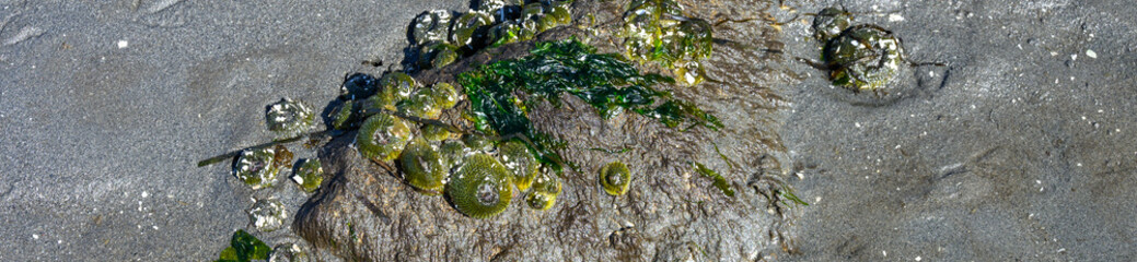 Aggregating Anemone clustered on wet rock in the wet sand, marine life at low tide at Golden Gardens park, Seattle, Washington, as a nature background
