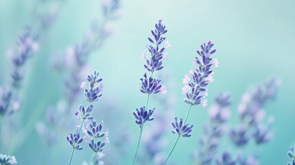 Obraz premium Tranquil Mint Green and Lavender Hues Melding for a Calming Effect