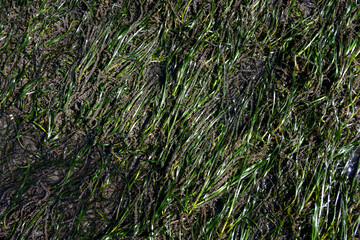 Pacific Herring Eggs from massive spawn on green sea grass, marine habitat in Puget Sound at low tide at Golden Gardens park, Seattle, Washington, patterns and texture nature backgrounds
