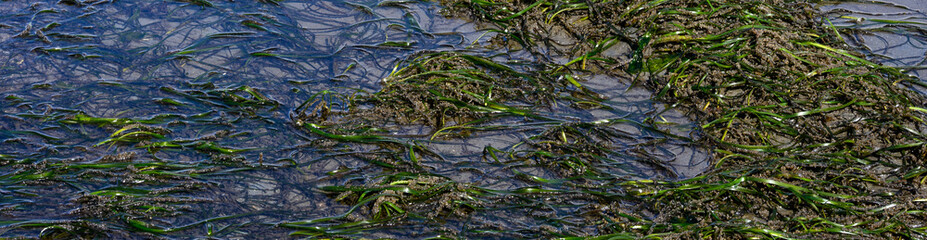 Pacific Herring Eggs from massive spawn on green sea grass, marine habitat in Puget Sound at low tide at Golden Gardens park, Seattle, Washington, patterns and texture nature backgrounds
