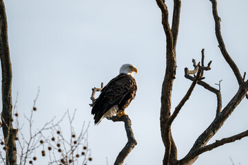 Bald Eagle