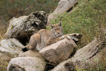 big cat on rock, lynx, lynx lynx, eurasian, resting, predator