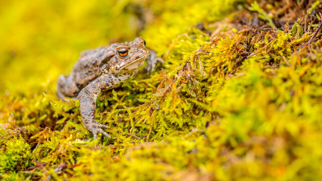 common toad, bufo, bufo bufo, amphibian, tailless amphibians, on moss, photo, closeup, eye