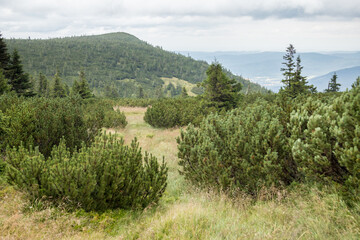 Pinus, mugo, dwarf, mountain, pine, mountain pine, scrub, Swiss, bog pine, creeping pine, mugo pine, conifer, high elevation