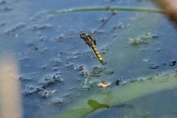 egg laying, dragonfly, leucorrhinia, pectoralis, darter, white, faced, female, in flight, abdomen, above water
