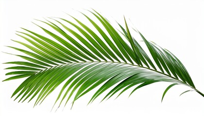Obraz premium the leaf of a tropical green palm full depth of field isolated on white background