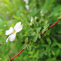 日本で春にユキヤナギが白い花を咲かせています