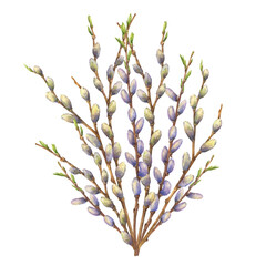 Dark branches shrub pussy willow (Salix Caprea) adorned with fuzzy, silvery-white catkins. Watercolor hand drawn illustration isolated on a white background