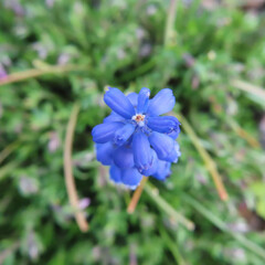 日本で春にムスカリが青い花を咲かせています