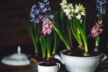Beautiful elegant table setting for Easter celebration with fresh spring hyacinth flowers, burning candles. Romantic wedding dinner table decoration. Springtime, home gardening. Dark background