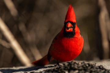 Cardinal Dining on Black Sunflower Seeds