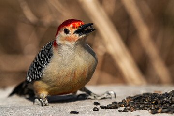 Red-bellied Woodpecker Afternoon Feast