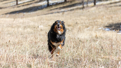 Herding Dog Running Through Field