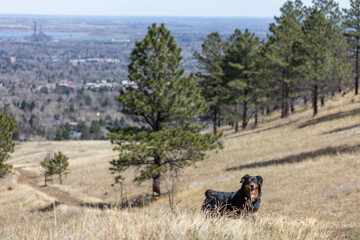 Hiking with Dogs in Colorado, Boulder Colorado, Hiking with Dogs in the Rocky Mountains, Open Space