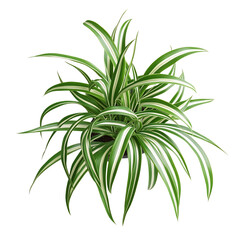 Fototapeta premium 3D Spider Plant with Arching Green Leaves Isolated on Transparent Background