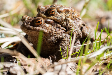 Two toads are mating, a male and a female