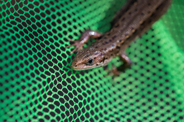 Lizard on a green grid