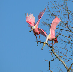 Roseate spoonbill (Platalea ajaja) pushing another one from a tree perch, Houston area, Texas, USA