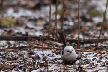 Beautiful small nimble white unusual rare bird long-tailed tit aegithalos caudatus with delicate...