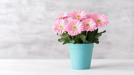 Fototapeta premium Delicate pink gerbera daisies in a teal pot