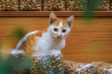 Orange and white kitten sitting in pistachio bags at an Istanbul bazaar market