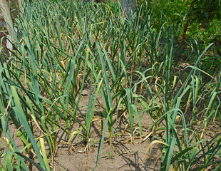A bed of young garlic shoots. Organic vegetable garden. Concept of agriculture and nature conservation. Growing vegetables. Food security