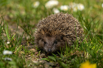 European hedgehog, Erinaceus europaeus, Catalonia, Spain © alba1988