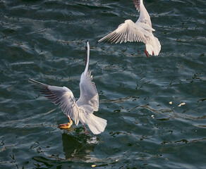 white pelican in flight