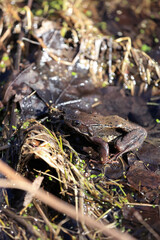 Close Up Of A European Common Brown Frog (Rana Temporaria) Sitting On Damp Earth And Dead Leaves Near Water Edge In Sunlight. Wildlife Macro Shot.