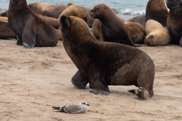 Fototapeta premium Sea lions resting on the shore.