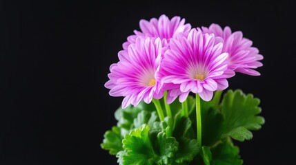 Vibrant pink flowers in full bloom with green leaves, set against a solid black background, and close-up composition highlighting delicate petals.