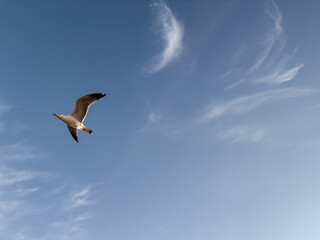seagull flying high in the blue sky with soft clouds. natural and minimalist scene symbolizing freedom and inspiration. minimalistic conceptual
