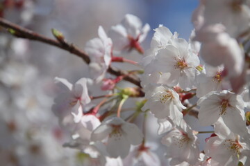 満開の桜の花