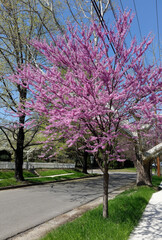 Blooming Virginia redbud tree