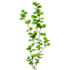 Floating Duckweed Plant with Tiny Green Leaves Isolated on Transparent Background