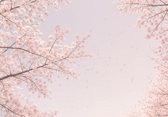 cherry blossom in spring