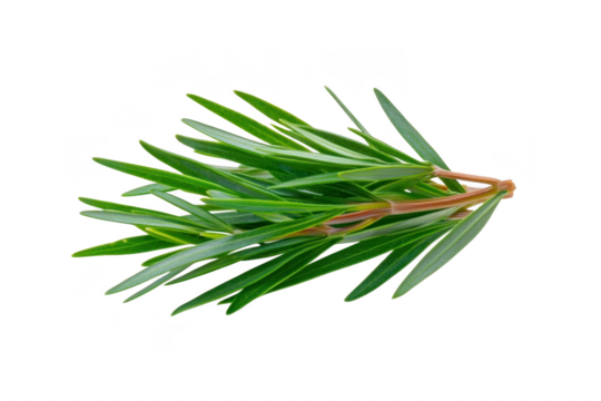 A sprig of fresh rosemary with vibrant green needle like leaves is isolated on transparency background, showcasing its aromatic and culinary appeal