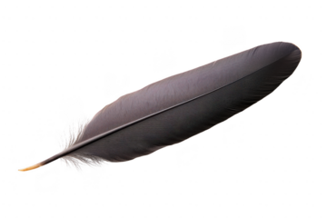 A single black feather with smooth texture and delicate barbs, isolated on transparency background, evokes sense of elegance and simplicity