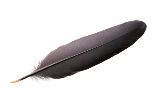 A single black feather with smooth texture and delicate barbs, isolated on transparency background, evokes sense of elegance and simplicity