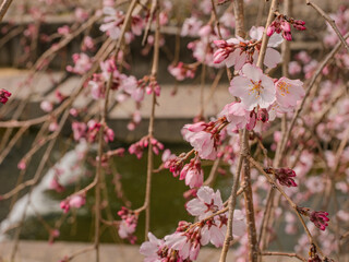 水辺の枝垂れ桜が咲き始める