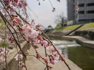 開き始めた枝垂れ桜