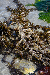 Pacific Herring Eggs from massive spawn on brown kelp, green and red seaweed and kelp, marine habitat at low tide at Golden Gardens park, Seattle, Washington
