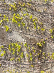 lichen on stone