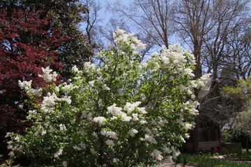 blooming cherry tree