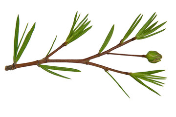 A close up of green pine branch with slender needles and small bud, isolated on transparency background, showcasing nature simplicity and detail