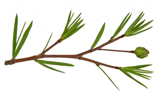 A close up of green pine branch with slender needles and small bud, isolated on transparency background, showcasing nature simplicity and detail