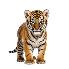 Fototapeta premium A tiger cub stands on a transparent background.