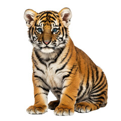 A tiger cub sitting on a transparent background.