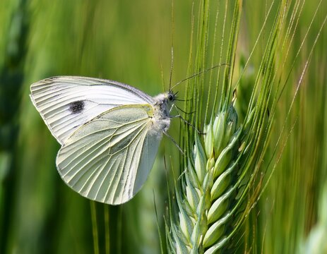 a white pieris brassicae butterfly delicately perched on a green wheat spike its wings slightly spread revealing intricate details