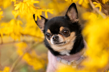Wiosenny portret pieska rasy chihuahua